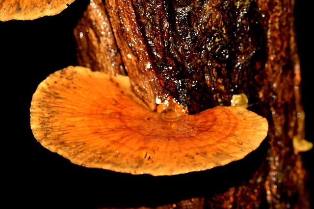 Paper Fungi / Tree Fungi