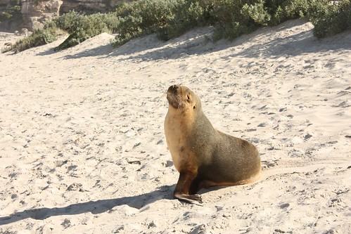 Seal Bay Conservation Park, Vivonne Bay - Kangaroo Island, South Australia
