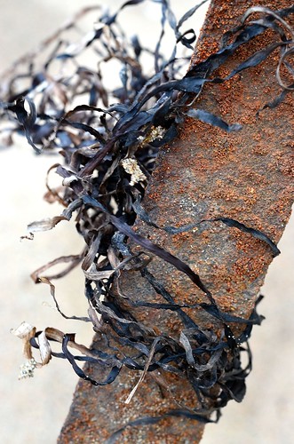 seaweed + rust_010