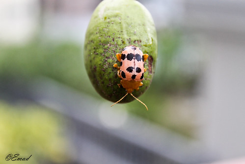 Lady Bug by Emad Islam
