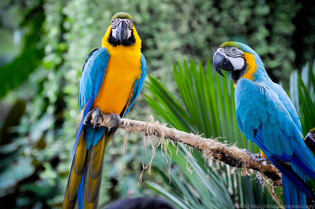 Jurong Birdpark (18 of 89)