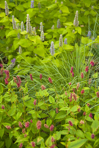 Agastache and Persicaria