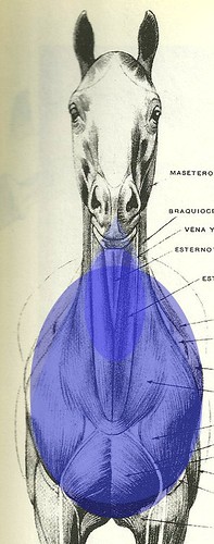 anatomia do cavalo5