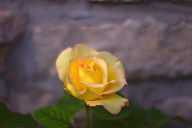 Rose jaune jeune