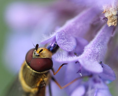 soldier fly on the lavender( in macro)