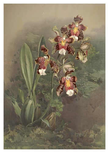 012-Odontoglossum Harryanum-Reichenbachia-Orchids illustrated and described..VolI I-1888-F.Sander