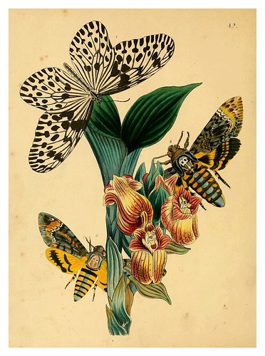 018-The cabinet of oriental entomology…1848- John Obadiah Westwood