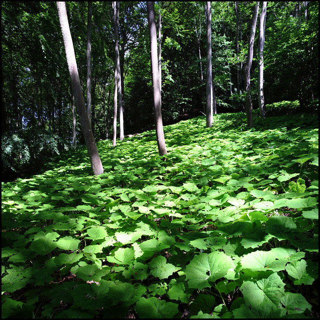 Green forest floor