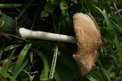 Fawn Mushroom side