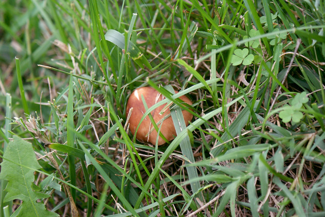 hidden mushroom.