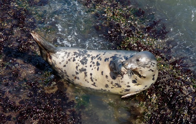 24902 - Seal at Worms Head, Gower