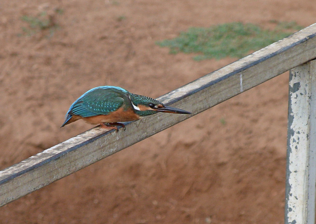 03-09-2011-kingfisher