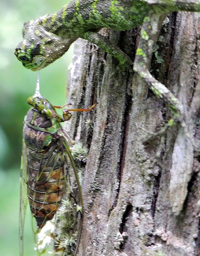 Lizard and Cicada
