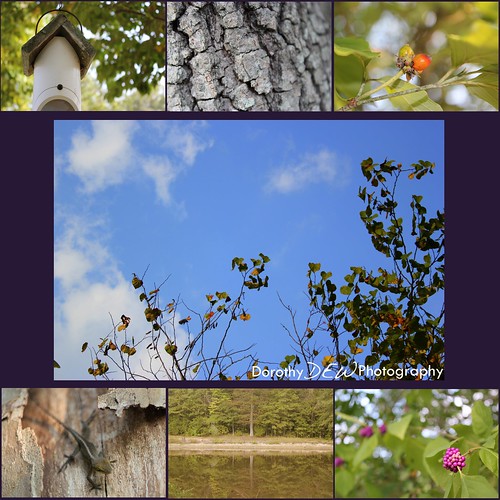 nature collage 2
