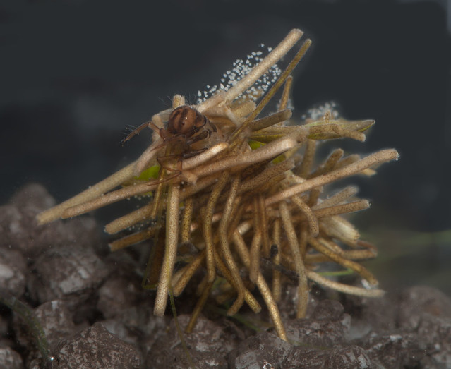 Caddisfly larva Limnephilus sp. pos rhombicus 5 edited