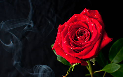  フリー写真素材, 花・植物, 薔薇・バラ, 赤色の花,  