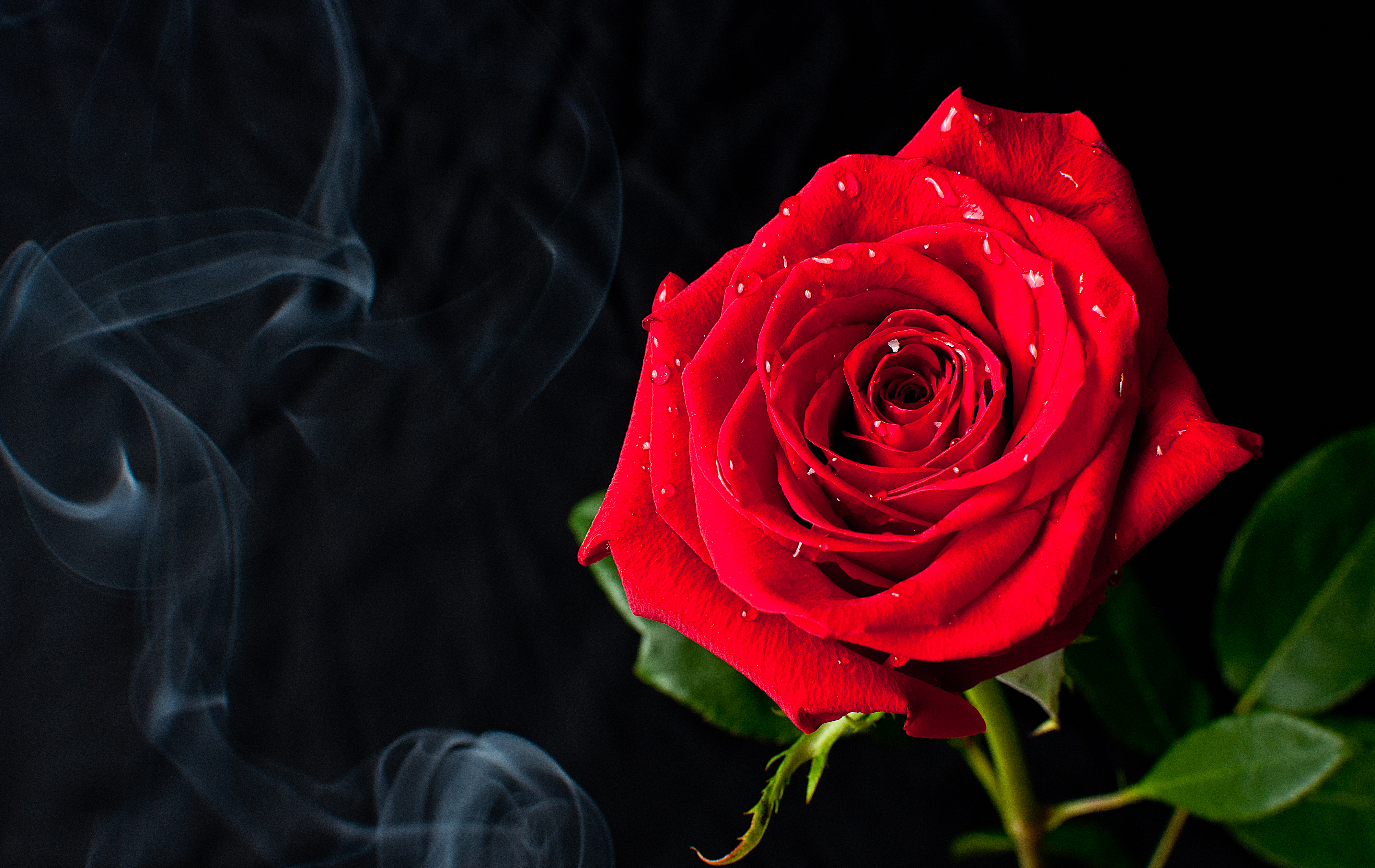 フリー写真素材 花 植物 薔薇 バラ 赤色の花 画像素材なら 無料 フリー写真素材のフリーフォト