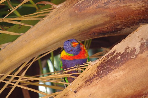 Rainbow Lorikeet in Palm Tree - Leichhardt Sydney