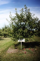 Kilmarnock Orchard