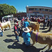 GOPR2271_cattle-in-crowd