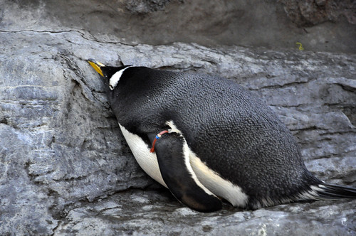 Fat Penguin by SuperG76