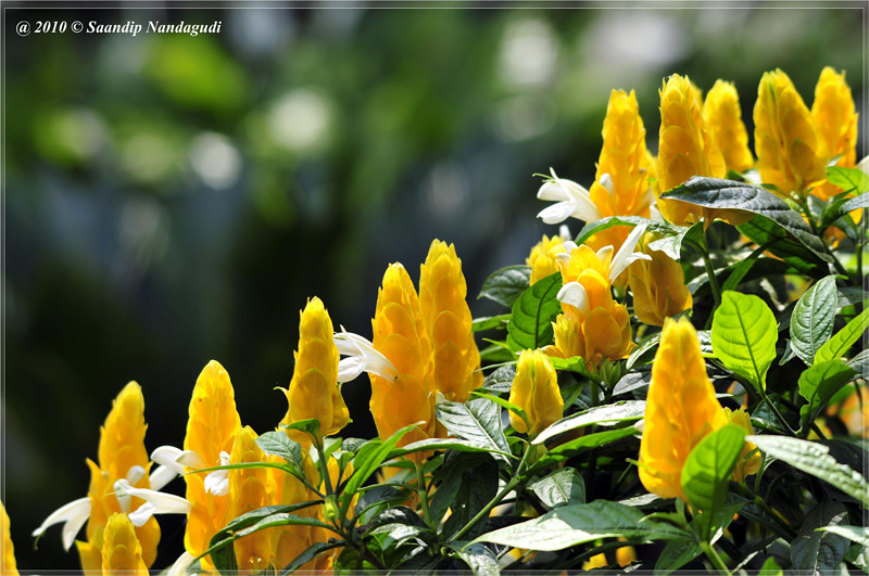 Yellow-flower-nandi