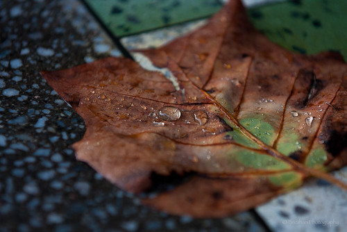 Leaf on a Table by Brian E Mitchell
