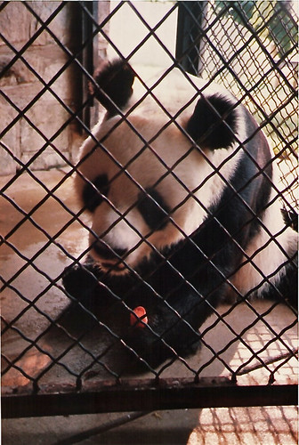 Feeding panda by alumroot