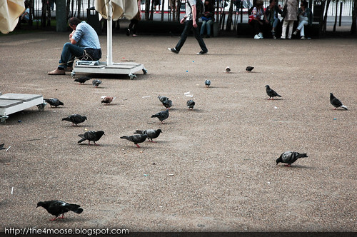 London : Pigeons at Tate Modern