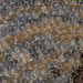 Yellow jacket nest comb  3