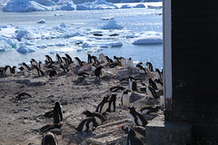 Gentoo Penguins at Waterboat Point, Antarctica