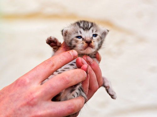 Cute Savannah kitten II