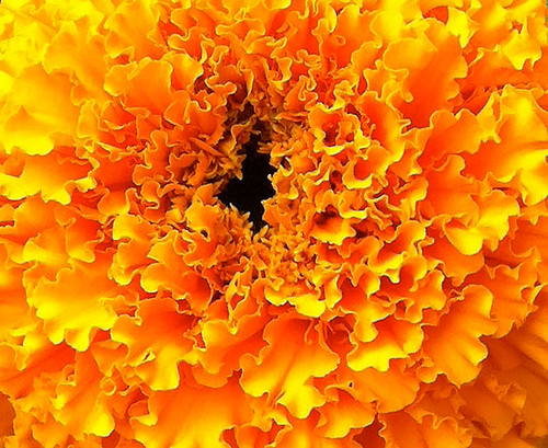 close up of an orange flower in my neighborhood