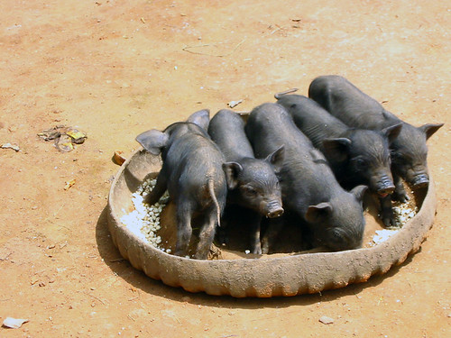 Thailand 11 piglets