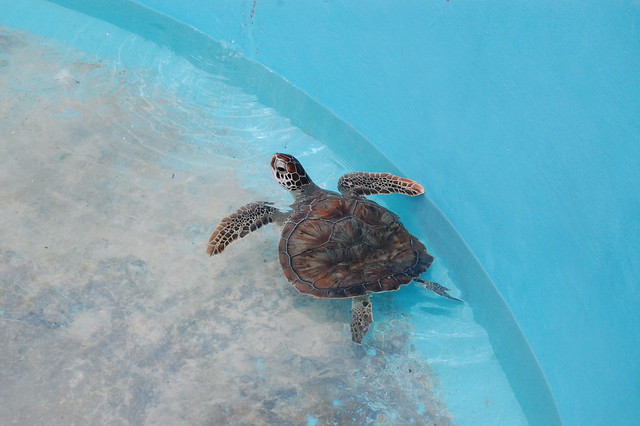 cancun_isla_mu_big_turtle