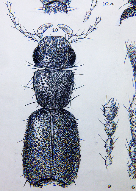 rove beetles