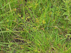 Carex oederi (48°11' N 16°29' E)