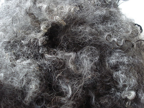 Washed Gotland silver gray sheep locks British wool