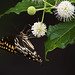 Palamedes Swallowtail - Big Branch Marsh NWR LA 012