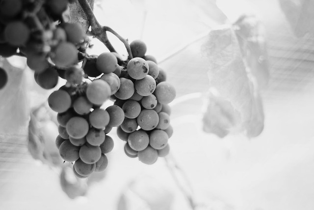 [74/365] boppy's grapevines.