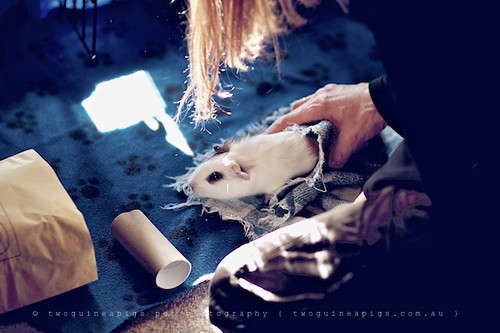 Play, guinea pig Gertrude's portrait by twoguineapigs pet photography