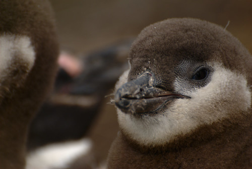 Baby penguin by Aztlek