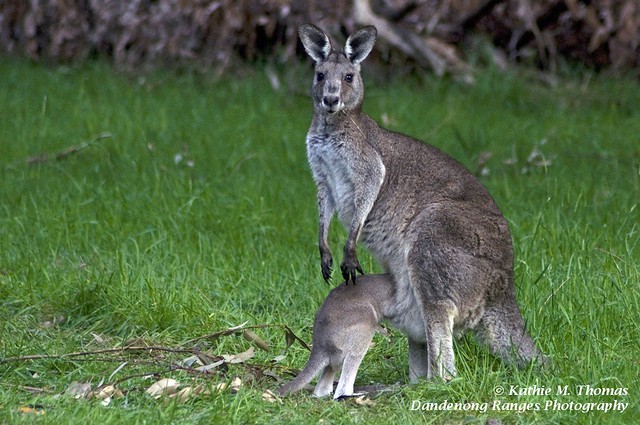 Mummy, let me in... Eastern Grey Kangaroo and Joey
