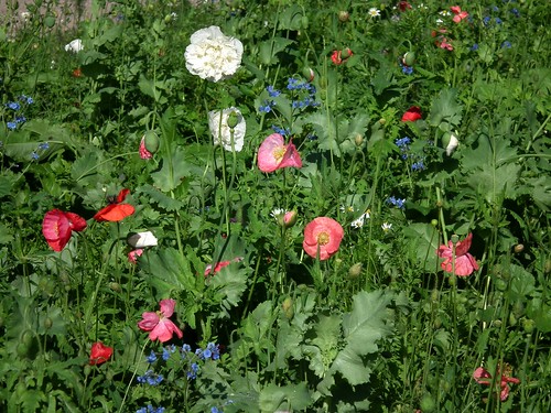 Kukkia Rantakallionpuistossa