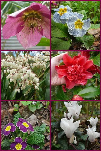 Spring in my garden ~2011 by mandalin18