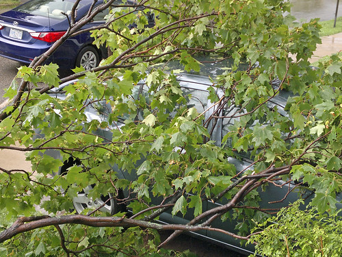 tree branches cover yard and car 6