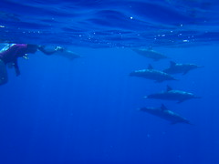 イルカと泳ぐハワイ島