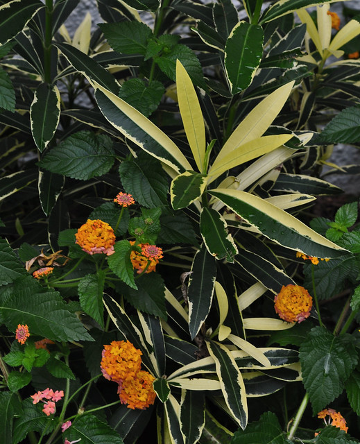 Nerium oleander 'Variegata' and Lantana camara 'Miss Huff'