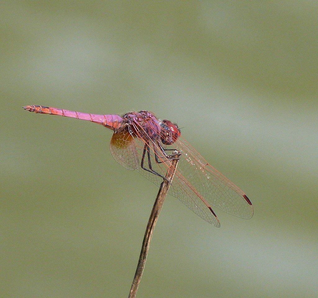 17-09-2011-dragonfly