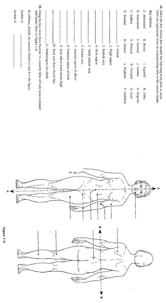 Anatomical Position 1